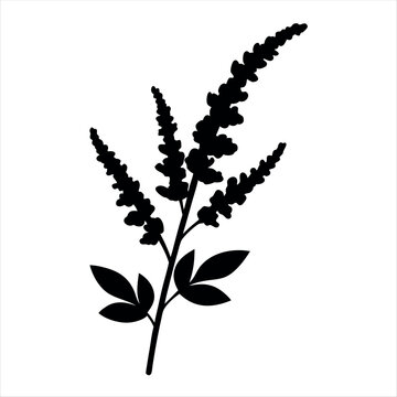 black astilbe plant silhouette on white clip art preview