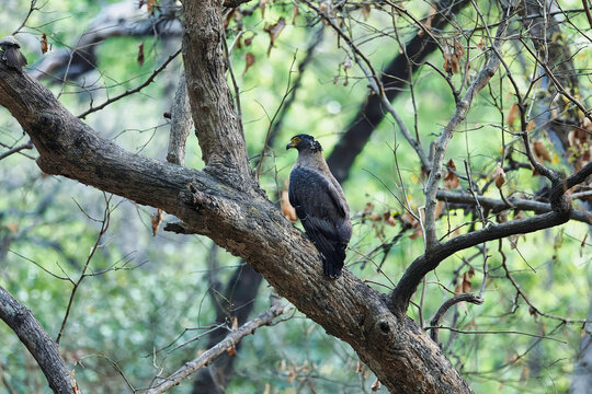 Crested serpent eagle sitting on the tree - "Wings of Nobility: Crested Serpent Eagle Resting" at Dudhwa National Park, Uttar Pradesh, India
