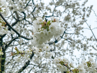 Pear Tree Floral Blossom. Bright Spring time background. group of many white Pear fruit Flowers. upwards, close up, full frame