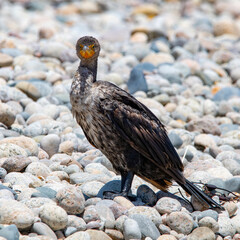 Double-Crested Cormorant at Allen's Pond Wildlife Sanctuary, Westport, Massachusetts