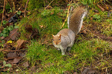 Grey Squirrel on Grassy Woodland Edge