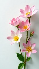 Naklejka premium Delicate flower blooms on a pure white surface, plants, color, nature