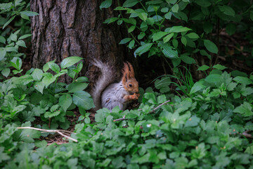 squirrel in the forest
