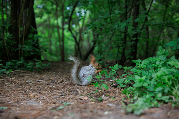 squirrel in the forest