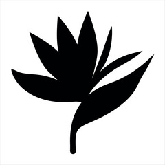 Black and white stylized bird of paradise flower botanical illustration