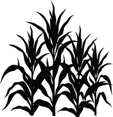 Silhouette of Lush Corn Plants