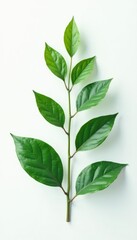 Obraz premium Isolated plant on white background with subtle ripples and undulations, ambiance, botanical, waves