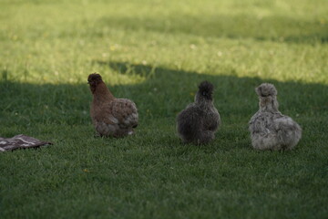 ducks on the grass