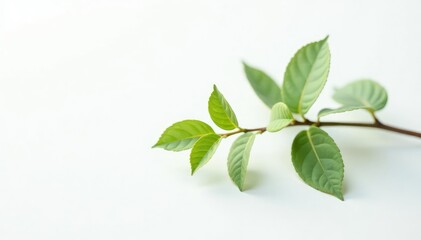 Obraz premium Single branch with delicate leaves on white background, wood, pure