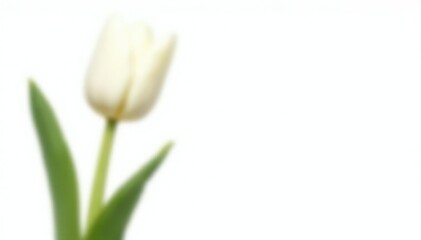 Single white tulip isolated on white background, botanical, flower