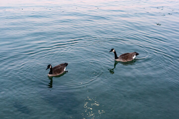 Two Geese Swimming Peacefully in a Calm Blue Lake at Dusk