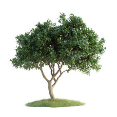 Obraz premium Small leafy tree with grass patch on transparent background