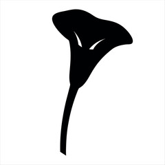 Silhouette of a single Calla Lily flower on a plain white background