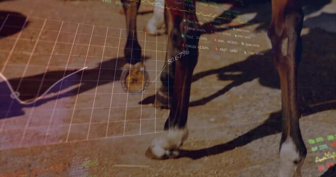 Horse hooves walking on sunlit gravel while showing animated financial charts with colored arrows