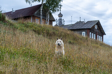 White dog against the background of log houses of an old village.