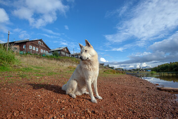 White dog on the river bank against the backdrop of an old village.