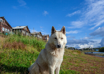 White dog on the river bank against the backdrop of an old village.