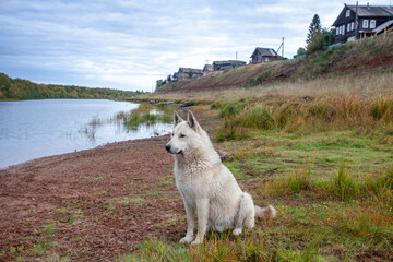 White dog on the river bank against the backdrop of an old village.