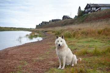 White dog against the background of log houses of an old village.
