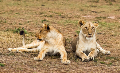 Two lionesses resting in the african savannah in Kenya
