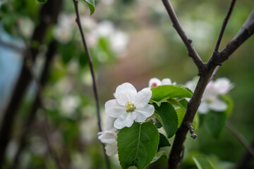 A blooming branch of an apple tree, white apple blossoms
