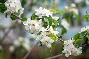 A blooming branch of an apple tree, white apple blossoms
