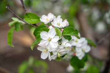 A blooming branch of an apple tree, white apple blossoms