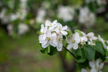 A blooming branch of an apple tree, white apple blossoms