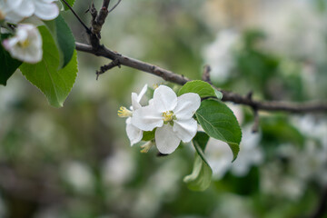 A blooming branch of an apple tree, white apple blossoms