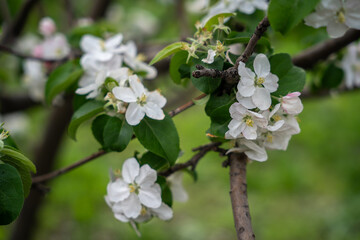 A blooming branch of an apple tree, white apple blossoms