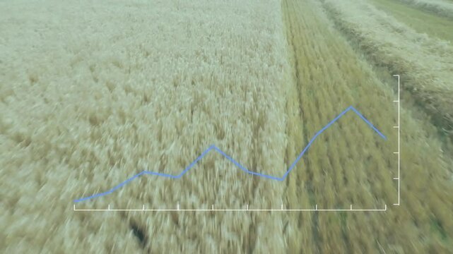 Blue data graph being animated over golden wheat field, showing growth trends with white axes