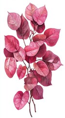 Watercolor Painting of Redbud Leaves on White Background Botanical Illustration Close Up Detail Artistic Style Delicate Brushwork Captures Natural Beauty and Elegance
