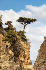 Lone tree stands resilient on cliff edge under expansive sky in bright daylight
