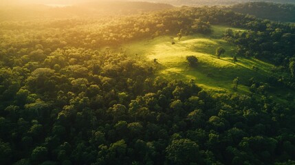 The impact of deforestation is felt worldwide, affecting ecosystems and climate stability.