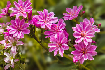 Lewisia cotyledon