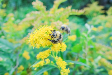 bees collect pollen from yellow flowers in a meadow