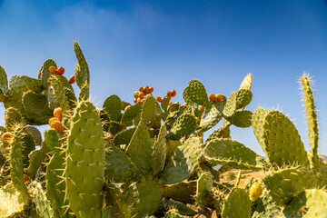 Vibrant prickly pear cactus blooms under a clear blue sky in the desert landscape at midday