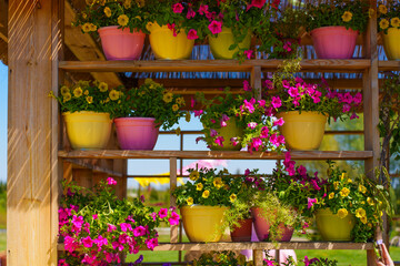 Colorful Flower Pots Displayed on Wooden Shelves in Sunny Garden