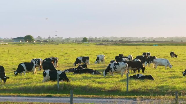 Herd of dairy cattle grazing in pasture field. Milk cows on green farm grassland in Florida