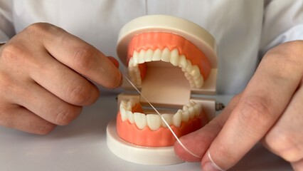 Close-up of hands using dental floss on a teeth model, demonstrating proper oral hygiene techniques 