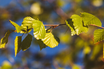 Leaves on a blurred background on a sunny May day in the countryside.