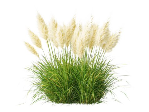 Elegant pampas grass bush isolated, creating a soft, natural element for design projects