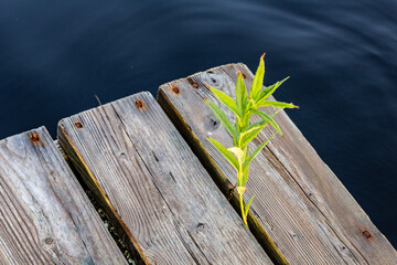 Fresh Green Plant Growing Through Wooden Pier Near Calm Water