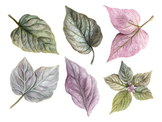Realistic watercolor painting of botanical leaves in green, purple, and pink tones isolated on white background
