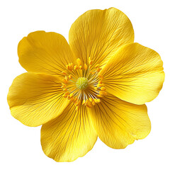 Vibrant Yellow Flower Blossom With Detailed Petals And Stamen Perfect For Spring Or Nature Designs Isolated On Transparent Background