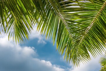 Fototapeta premium Tropical palm fronds against a bright blue sky with fluffy white clouds creating a serene and peaceful scene evoking a sense of vacation and relaxation