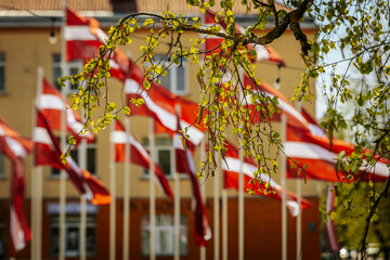 Latvian national flags wave in the background while fresh spring leaves and catkins on a tree...