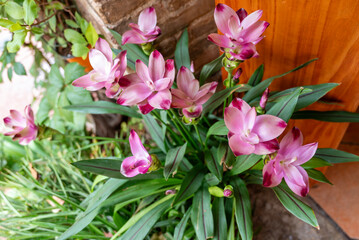 Obraz premium Curcuma plant with blooming pink flowers
