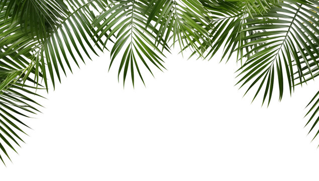 Green palm leaves framing the top edge of a creating a tropical aesthetic look transparent background png