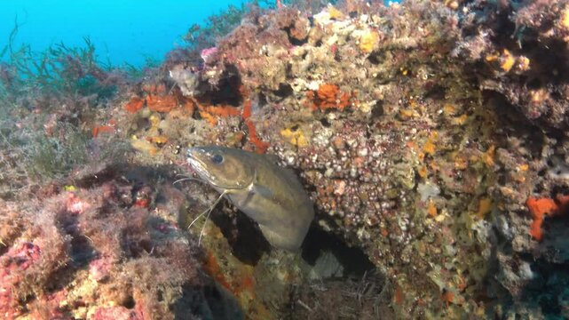 Colourful underwater scene - Forkbeard fish